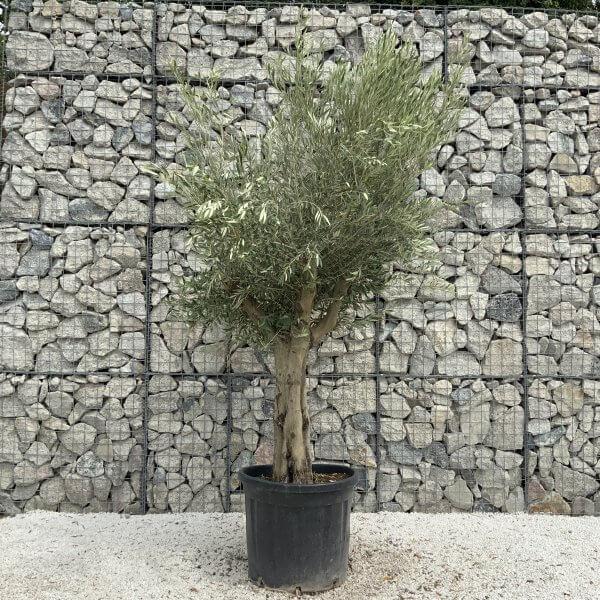 Tuscan Olive Tree XXL Fluted/Chunky Multistem J050 - Image 2