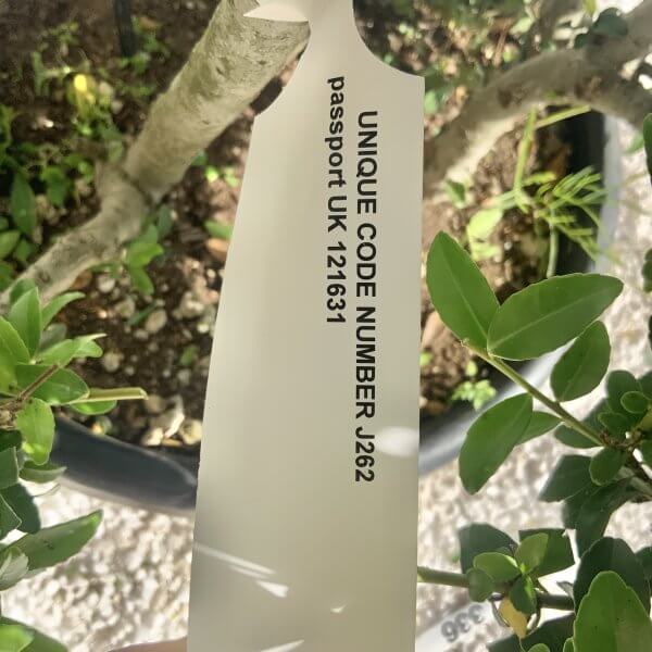 Ilex Maximowicziana Cloud Tree J262 - Image 4