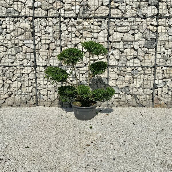 Ilex Maximowicziana Cloud Tree J180 - Image 2