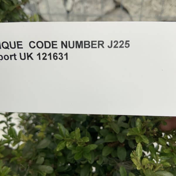 Ilex Crenata Kinme Pom Pon Cloud Tree J225 - Image 4