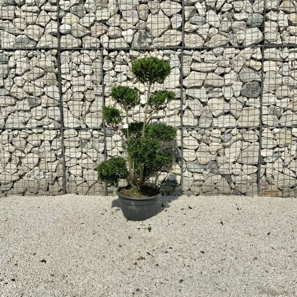 Ilex Maximowicziana Cloud Tree J181 - Image 2