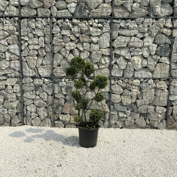 Ilex Crenata Kinme Pom Pon Cloud Tree J210 - Image 2