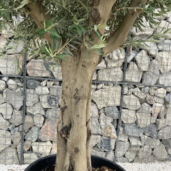 Tuscan Olive Tree XXL Fluted/Chunky Multistem J050 - Image 3