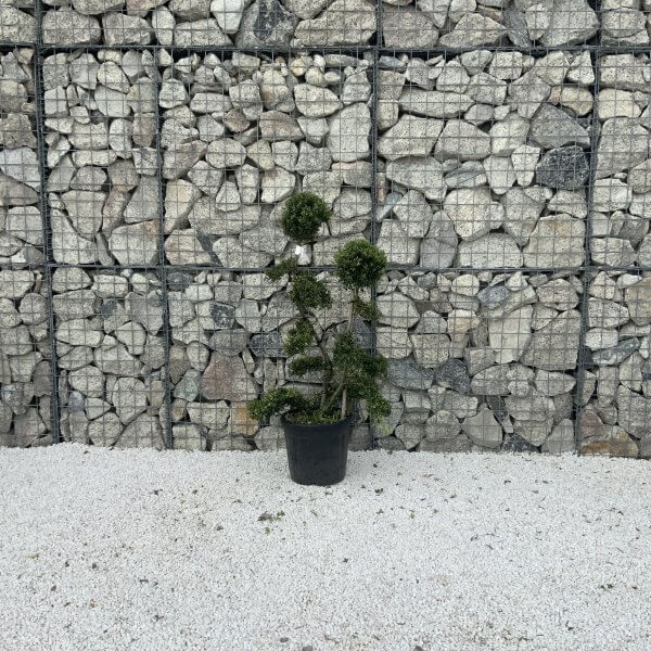 Ilex Crenata Kinme Cloud Tree J228 - Image 2