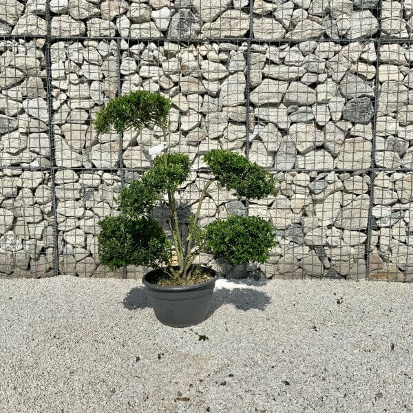 Ilex Maximowicziana Cloud Tree J177 - Image 2
