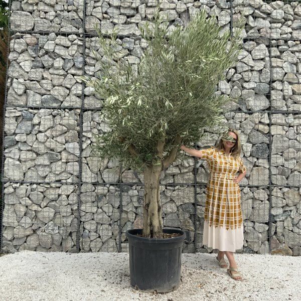 Tuscan Olive Tree XXL Fluted/Chunky Multistem J050