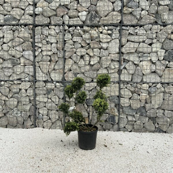 Ilex Crenata Kinme Pom Pon Cloud Tree J217 - Image 2