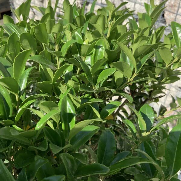 Ilex Maximowicziana Cloud Tree J180 - Image 3