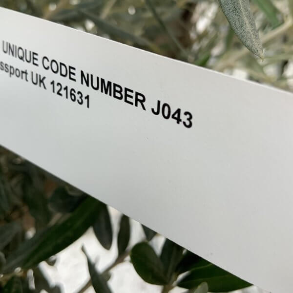 Tuscan Olive Tree XXL Fluted/Chunky Multistem J043 - Image 5