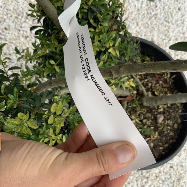 Ilex Crenata Kinme Pom Pon Cloud Tree J217 - Image 4