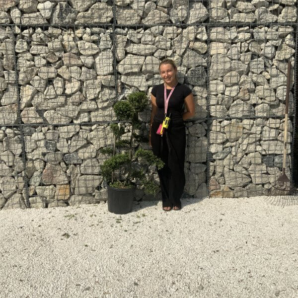 Ilex Crenata Kinme Cloud Tree J236 - B4DE3FD3 00EC 47D5 AD01 FC4EA7096DDB scaled