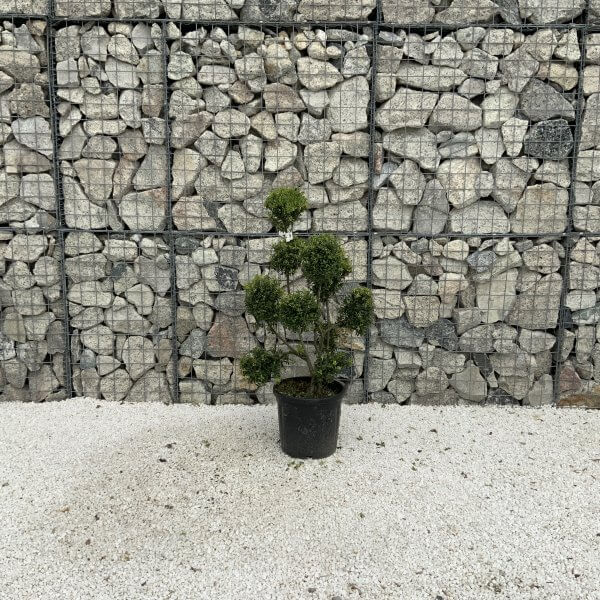 Ilex Crenata Kinme Pom Pon Cloud Tree J224 - Image 2
