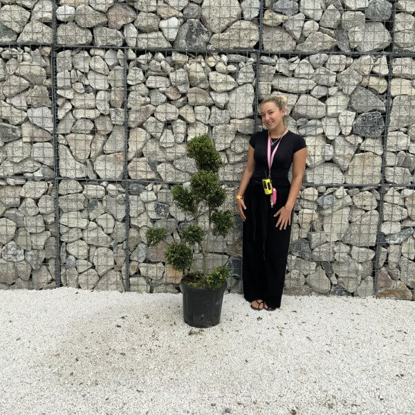 Ilex Crenata Kinme Pom Pon Cloud Tree J225