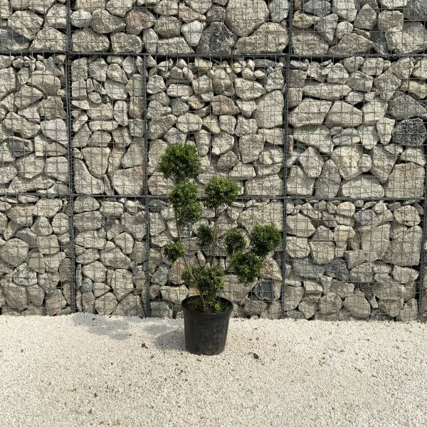 Ilex Crenata Kinme Pom Pon Cloud Tree J215 - Image 2