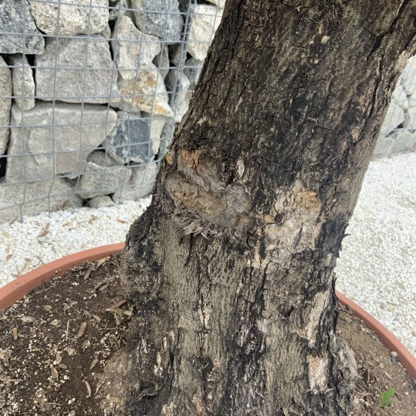 Olive Tree Gnarled XXL Natural Crown (In Patio Pot) H958 - Image 3