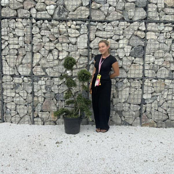 Ilex Crenata Kinme Cloud Tree J228