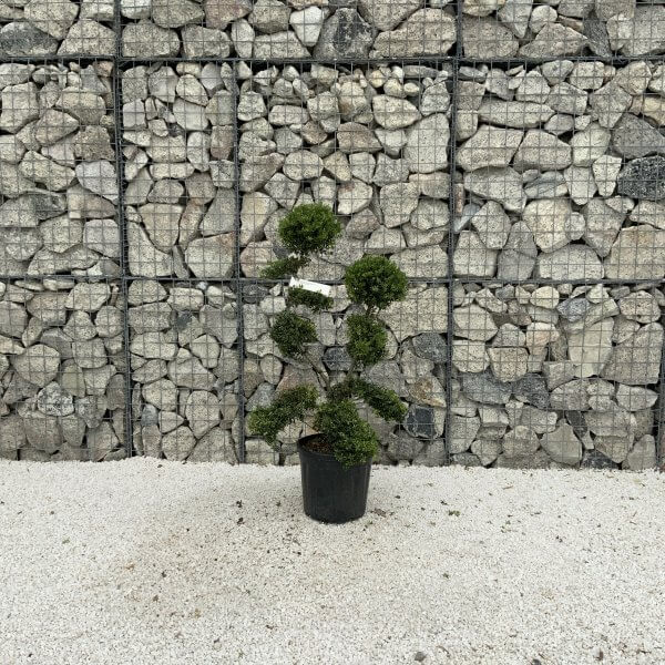 Ilex Crenata Kinme Cloud Tree J220 - Image 2
