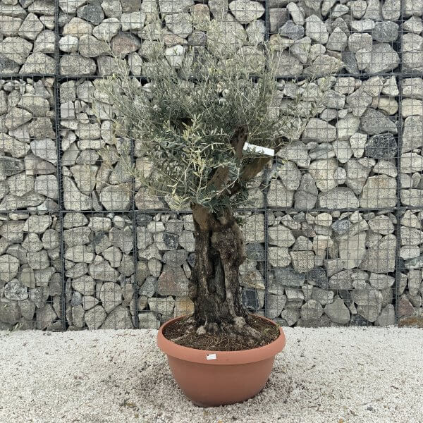 Olive Tree Gnarled XXL Natural Crown (In Patio Pot) H961 - Image 2