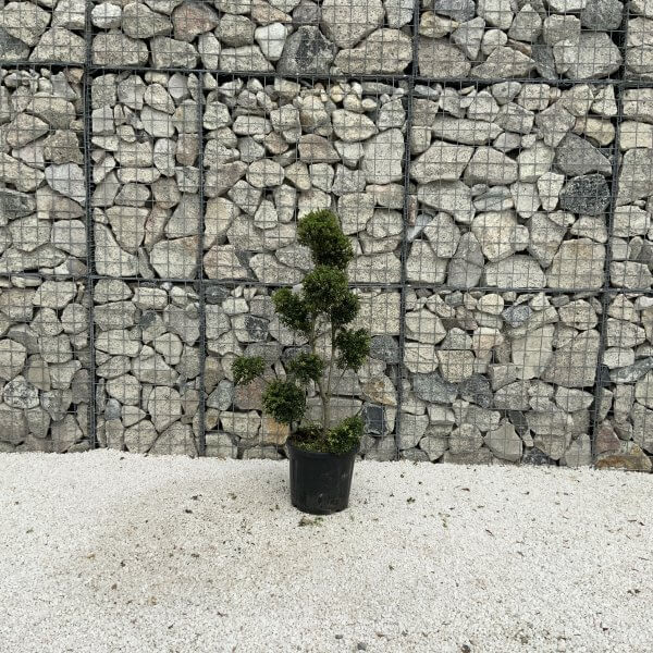 Ilex Crenata Kinme Pom Pon Cloud Tree J225 - Image 2