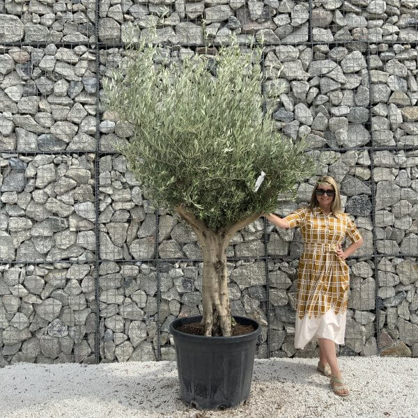 Tuscan Olive Tree XXL Fluted/Chunky Multistem J028