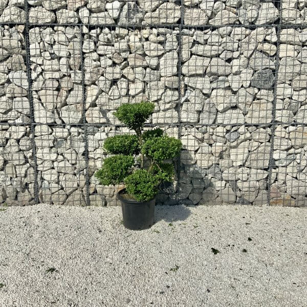 Ilex Maximowicziana Cloud Tree J262 - Image 2