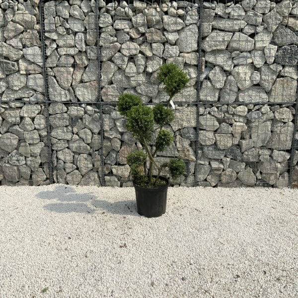 Ilex Crenata Kinme Pom Pon Cloud Tree J209 - Image 2