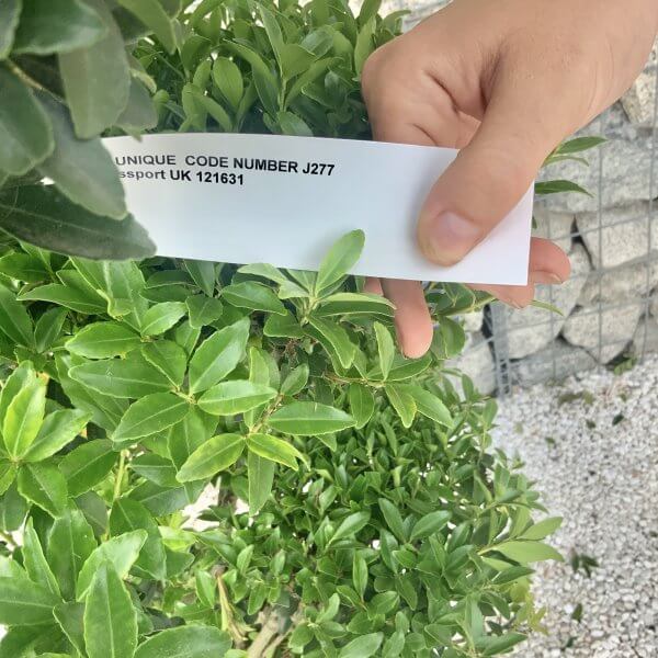 Ilex Maximowicziana Cloud Tree J277 - Image 4