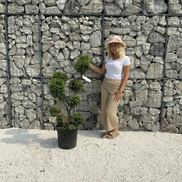 Ilex Crenata Kinme Pom Pon Cloud Tree J209