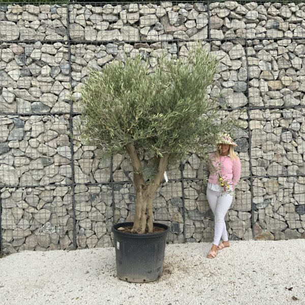 Tuscan Olive Tree XXL Fluted/Chunky Multistem J062