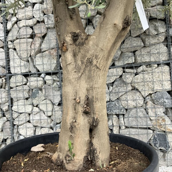 Tuscan Olive Tree XXL Fluted/Chunky Multistem J062 - Image 3