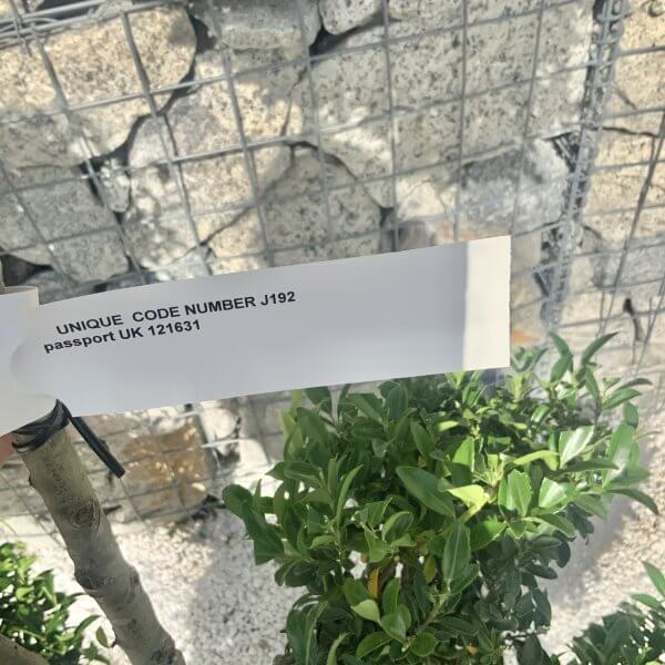Ilex Maximowicziana Cloud Tree J192 - Image 4