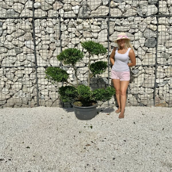 Ilex Maximowicziana Cloud Tree J180