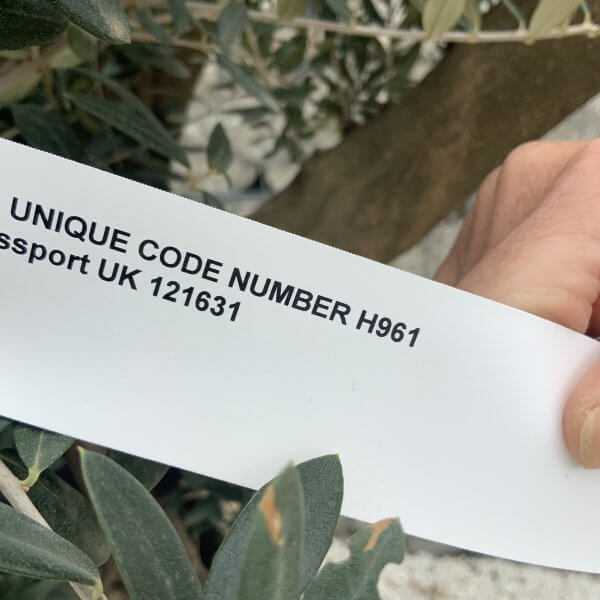 Olive Tree Gnarled XXL Natural Crown (In Patio Pot) H961 - Image 5