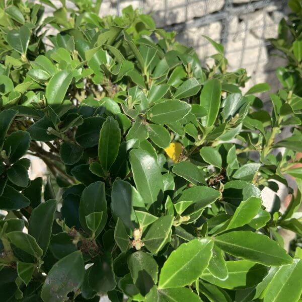 Ilex Maximowicziana Cloud Tree J181 - Image 3