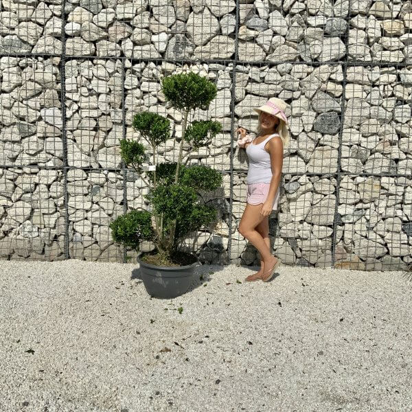 Ilex Maximowicziana Cloud Tree J181