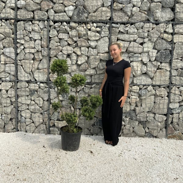 Ilex Crenata Kinme Pom Pon Cloud Tree J215