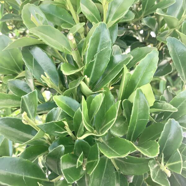 Ilex Maximowicziana Cloud Tree J192 - Image 3