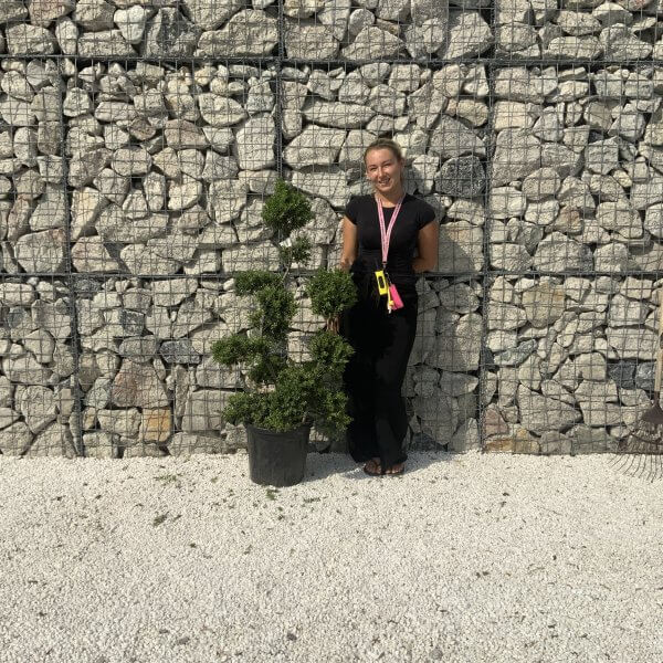 Ilex Crenata Kinme Cloud Tree J235