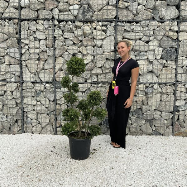 Ilex Crenata Kinme Pom Pon Cloud Tree J223