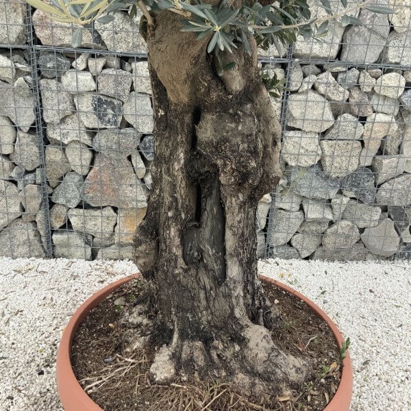 Olive Tree Gnarled XXL Natural Crown (In Patio Pot) H961 - Image 3
