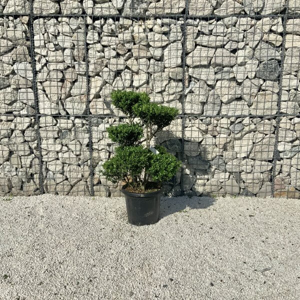 Ilex Maximowicziana Cloud Tree J271 - Image 2