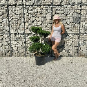 Ilex Maximowicziana Cloud Tree J271