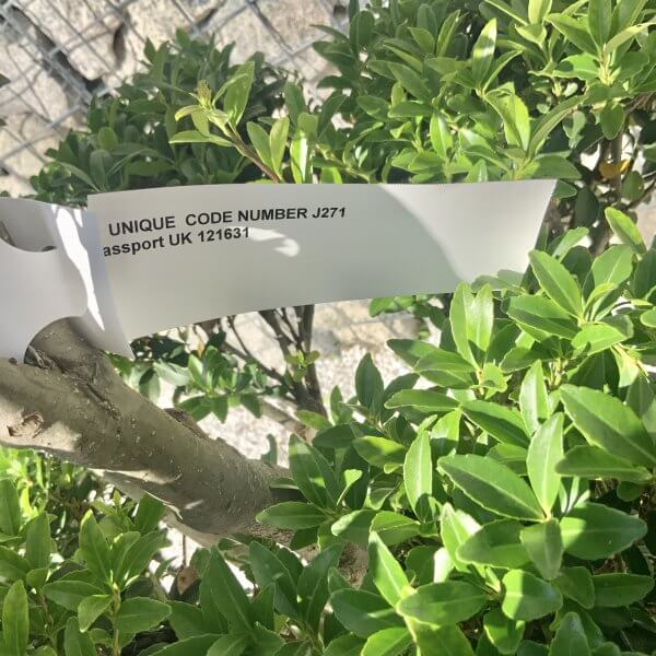 Ilex Maximowicziana Cloud Tree J271 - Image 4