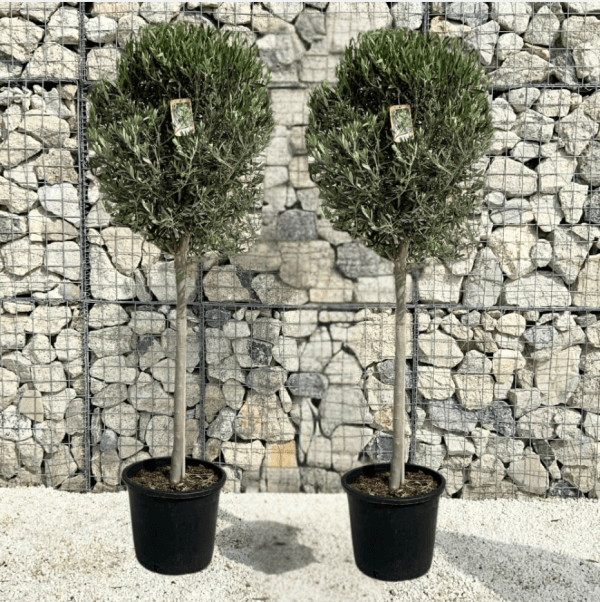 Pair Of Tuscan Olive Trees (Spanish Compact Crown) 1.75 - 1.90 M