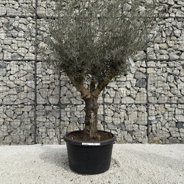 Gnarled Multistem Olive Tree XL J355 - 001A3B94 34B8 44C4 85DC 7ECF1EC622BC scaled