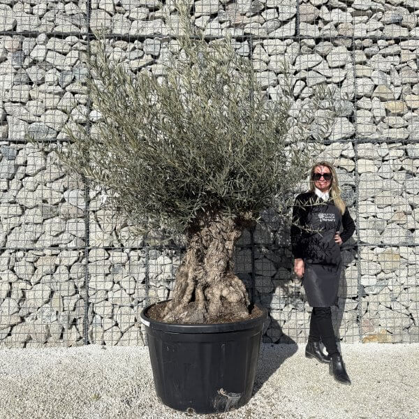 Gnarled Olive Tree XXL (Ancient) J423 - 0077FC17 ED4D 4940 A1A6 D06A84FB4892 1 scaled