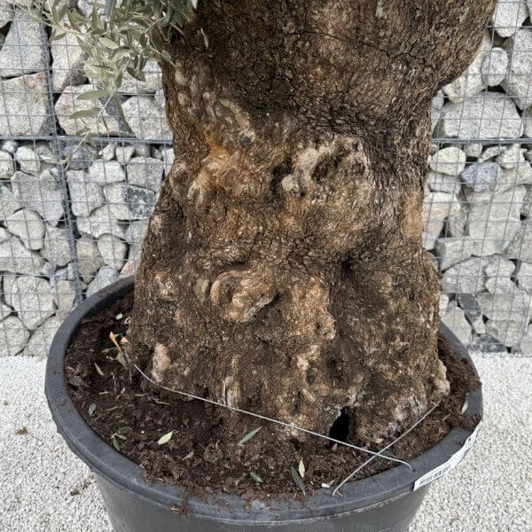 Gnarled Olive Tree XXL (Ancient) J450 - 010D98EB 5A64 4EAF BBC5 73CEDB91E560 1 105 c