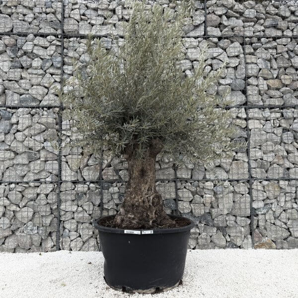 Gnarled Olive Tree XXL (Ancient) J444 - Image 2