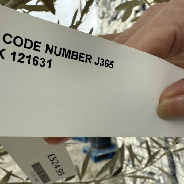 Gnarled Multistem Olive Tree XL J365 - 01BAB3B2 2381 4081 95C1 B289484B98E1 scaled