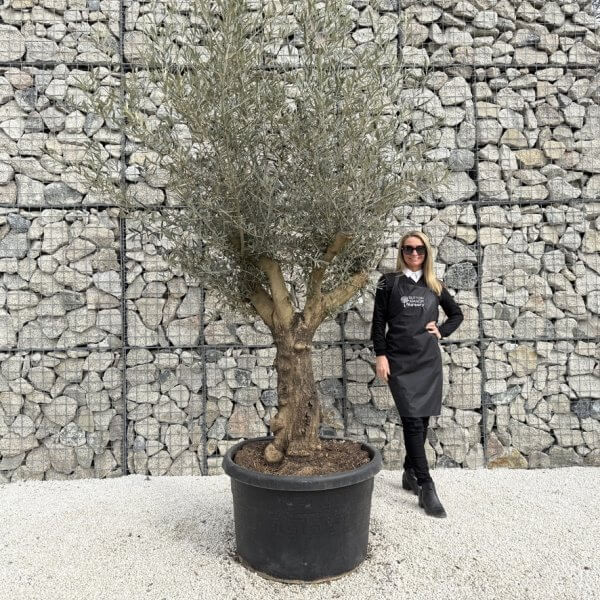Gnarled Multistem Olive Tree XL J359 - 01F5963B 711B 4409 8AFA 5A8623965532 1 105 c